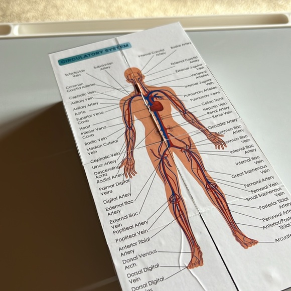 Human anatomy cube - Picture 5 of 6